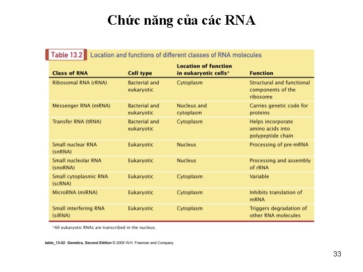 Chức năng của các RNA 33 