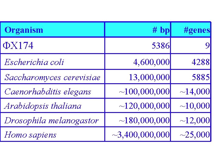 Organism # bp #genes X 174 5386 9 4, 600, 000 4288 13, 000