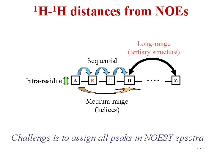 1 H-1 H distances from NOEs Long-range (tertiary structure) Sequential Intra-residue A B C