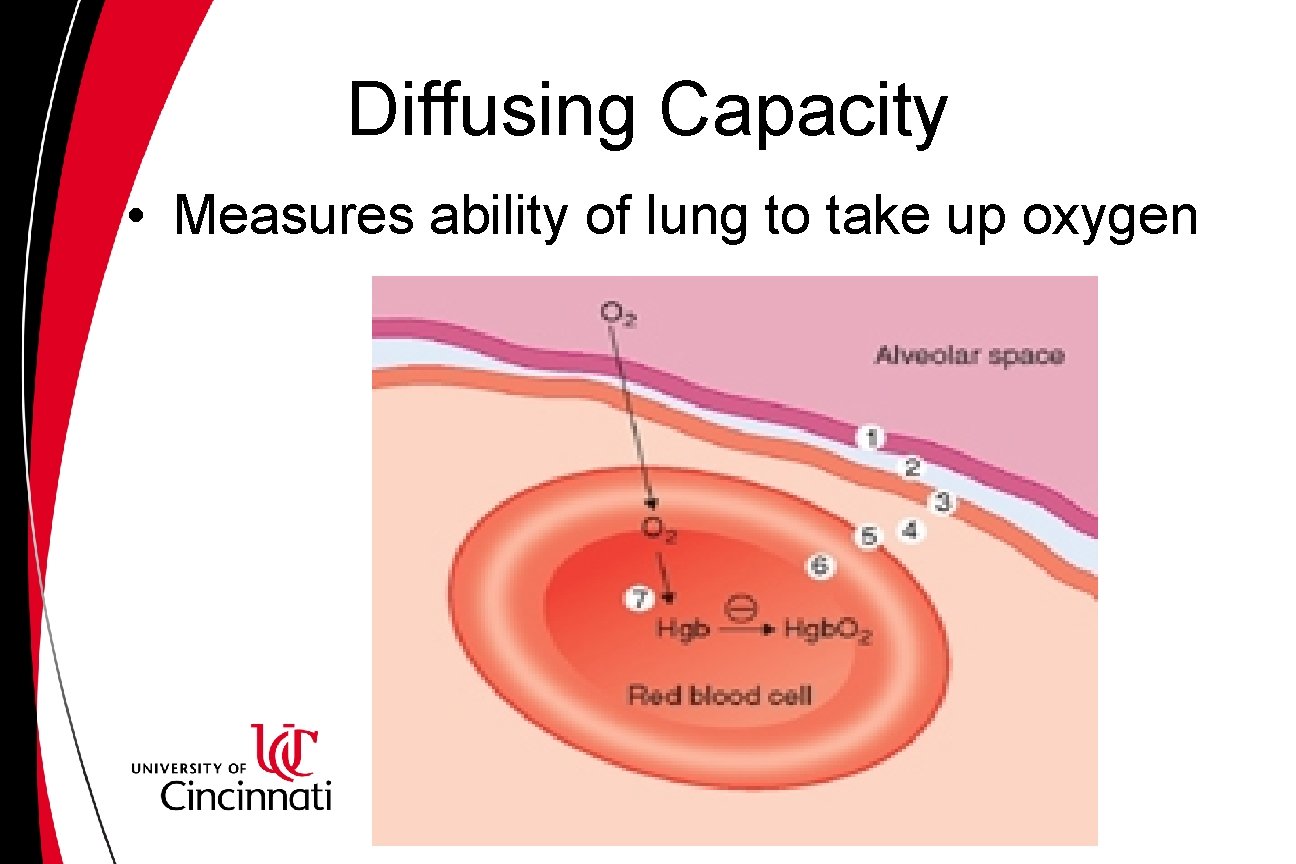 Diffusing Capacity • Measures ability of lung to take up oxygen 