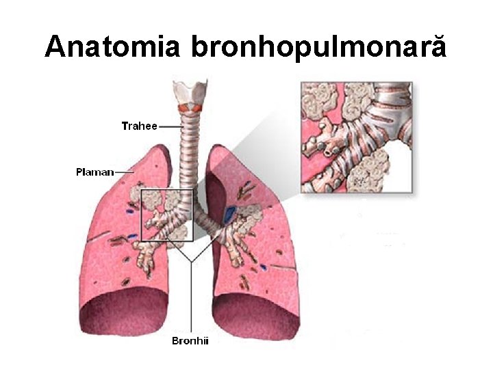 Anatomia bronhopulmonară 