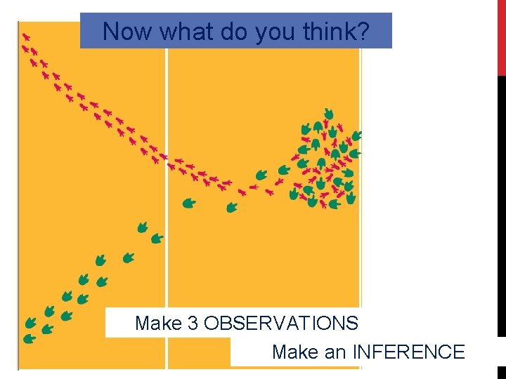 Now what do you think? Make 3 OBSERVATIONS Make an INFERENCE 