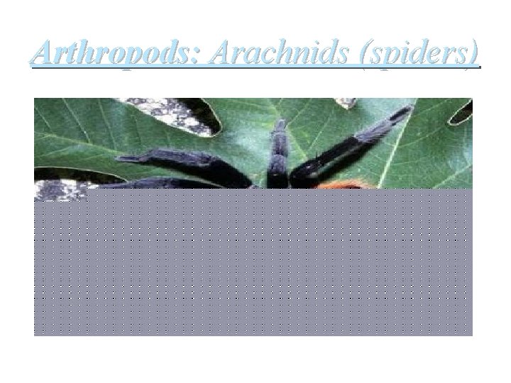 Arthropods: Arachnids (spiders) 