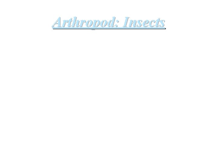 Arthropod: Insects 