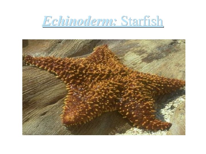 Echinoderm: Starfish 