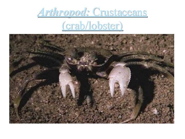 Arthropod: Crustaceans (crab/lobster) 