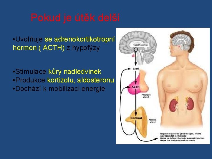 Pokud je útěk delší • Uvolňuje se adrenokortikotropní hormon ( ACTH) z hypofýzy •