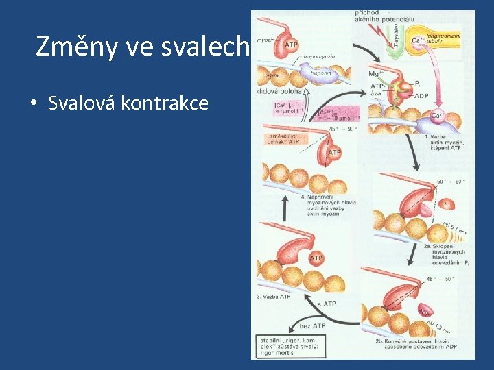 Změny ve svalech • Svalová kontrakce 