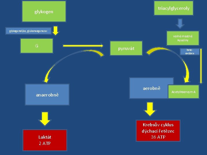  triacylglyceroly glykogenolýza, glukoneogenezec volné mastné kyseliny G pyruvát beta - oxidace aerobně anaerobně