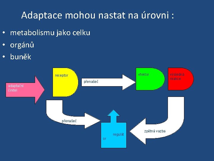 Adaptace mohou nastat na úrovni : • metabolismu jako celku • orgánů • buněk