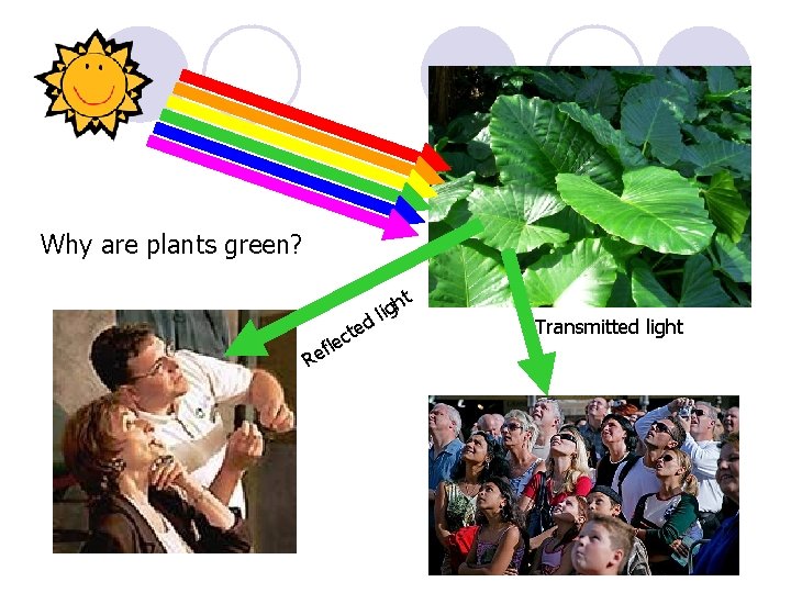 Why are plants green? t d R te c e efl h lig Transmitted
