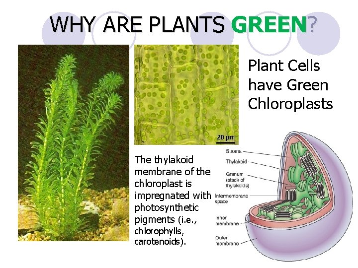 WHY ARE PLANTS GREEN? Plant Cells have Green Chloroplasts The thylakoid membrane of the