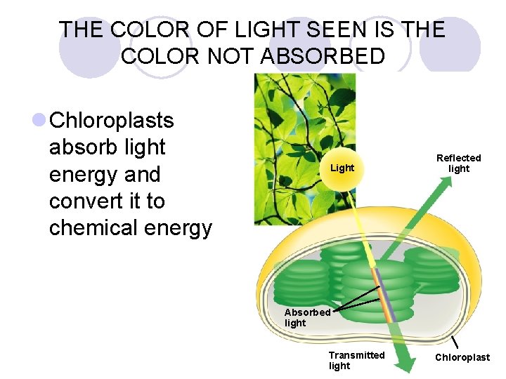 THE COLOR OF LIGHT SEEN IS THE COLOR NOT ABSORBED l Chloroplasts absorb light