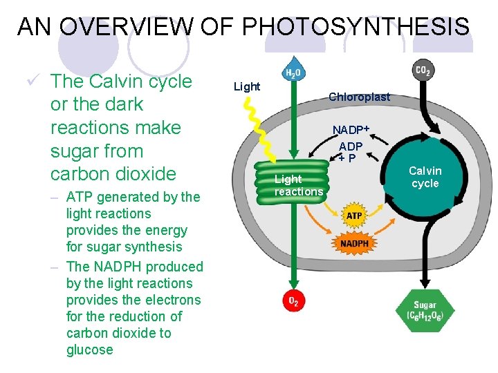AN OVERVIEW OF PHOTOSYNTHESIS ü The Calvin cycle or the dark reactions make sugar
