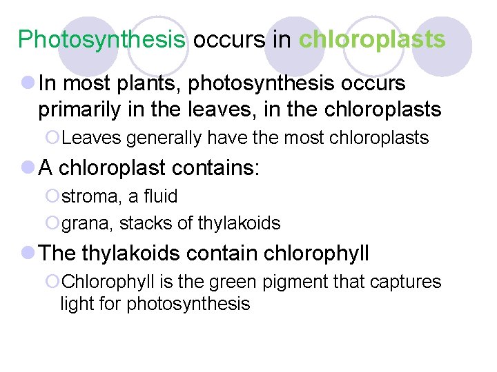 Photosynthesis occurs in chloroplasts l In most plants, photosynthesis occurs primarily in the leaves,
