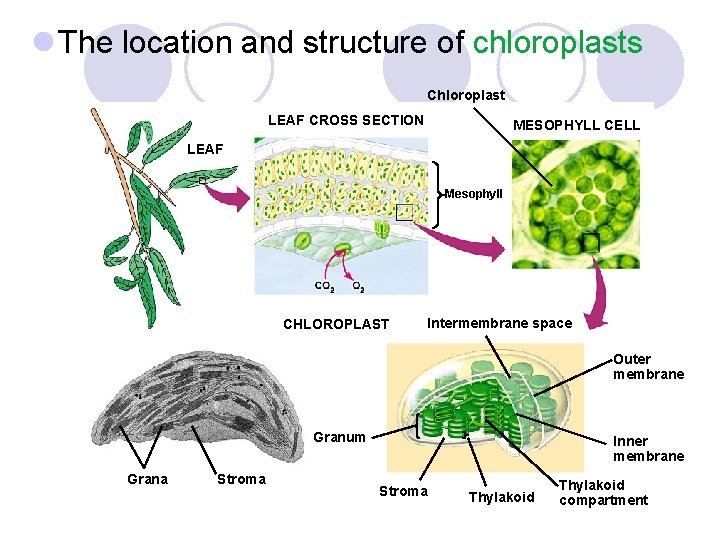 l The location and structure of chloroplasts Chloroplast LEAF CROSS SECTION MESOPHYLL CELL LEAF