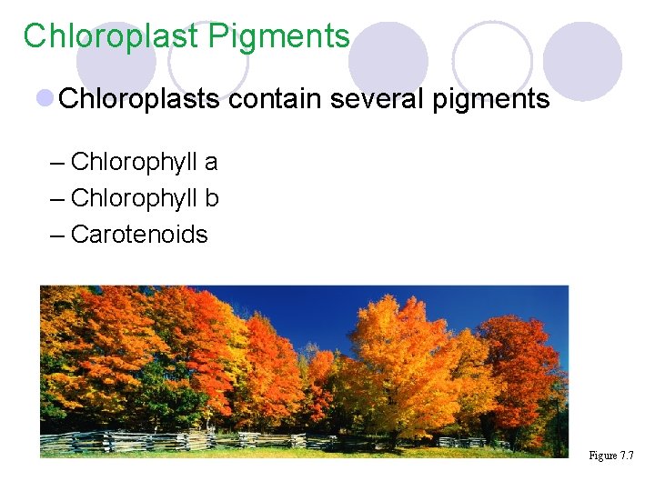 Chloroplast Pigments l Chloroplasts contain several pigments – Chlorophyll a – Chlorophyll b –