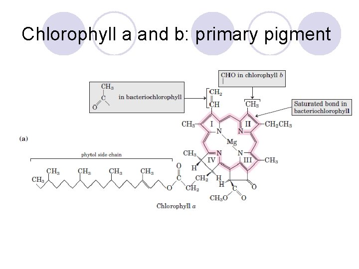 Chlorophyll a and b: primary pigment 