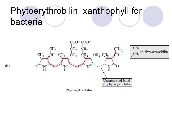Phytoerythrobilin: xanthophyll for bacteria 