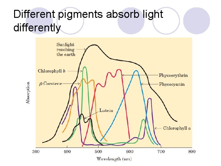 Different pigments absorb light differently 