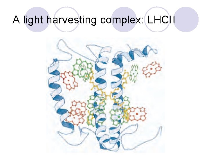 A light harvesting complex: LHCII 