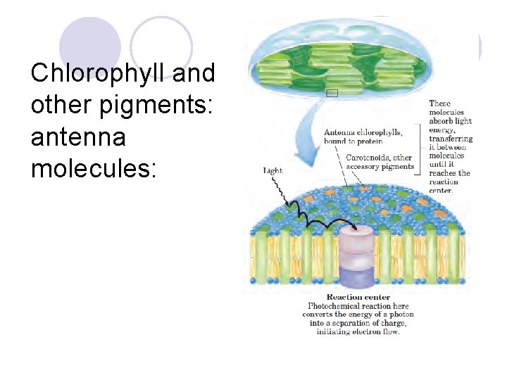 Chlorophyll and other pigments: antenna molecules: 