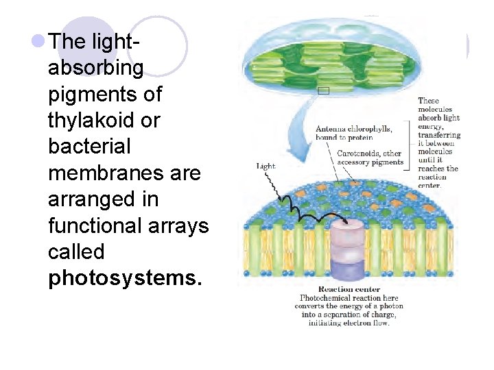 l The lightabsorbing pigments of thylakoid or bacterial membranes are arranged in functional arrays