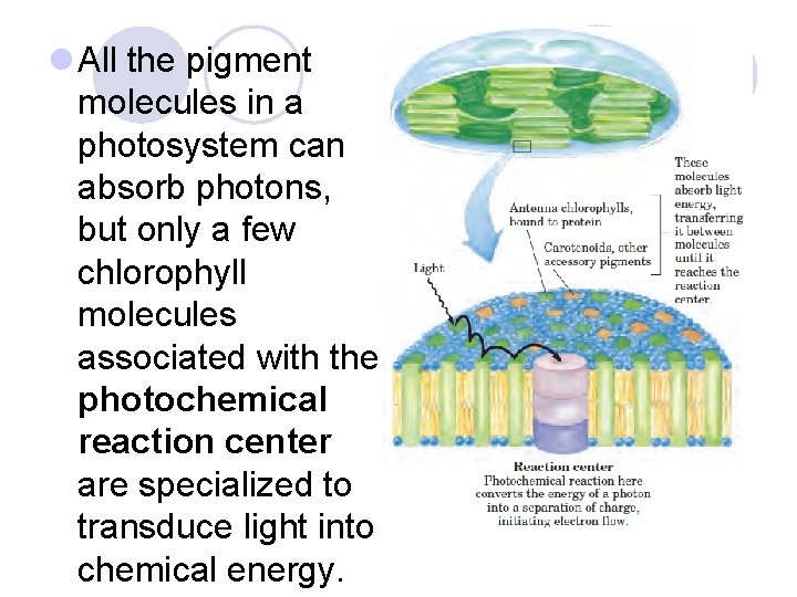 l All the pigment molecules in a photosystem can absorb photons, but only a