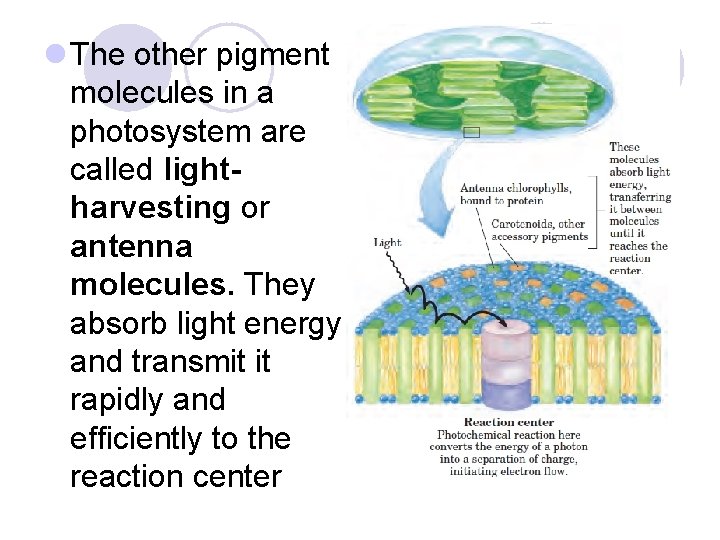 l The other pigment molecules in a photosystem are called lightharvesting or antenna molecules.
