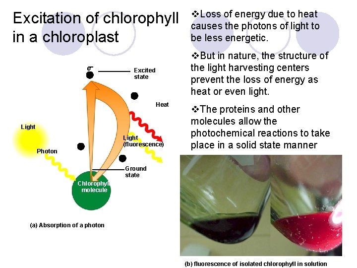 Excitation of chlorophyll in a chloroplast e 2 v. But in nature, the structure
