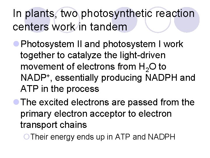 In plants, two photosynthetic reaction centers work in tandem l Photosystem II and photosystem