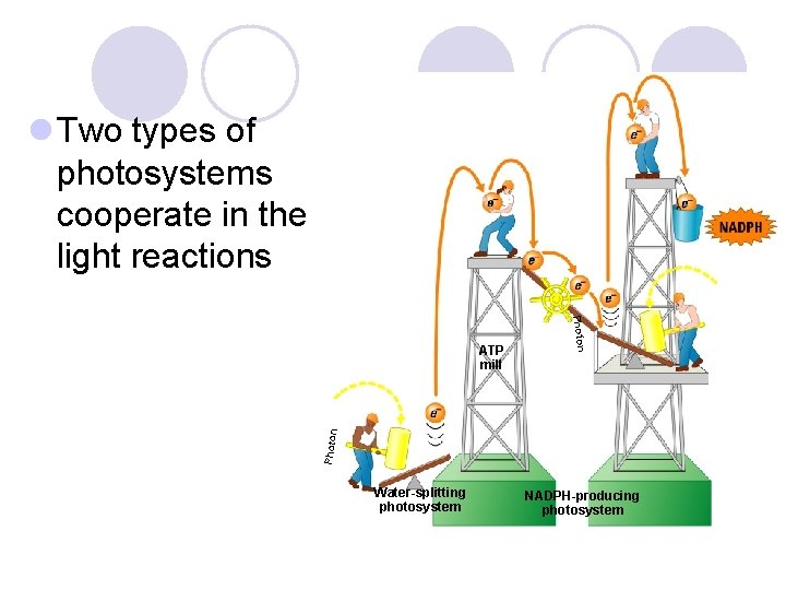 l Two types of photosystems cooperate in the light reactions Photon ATP mill Water-splitting