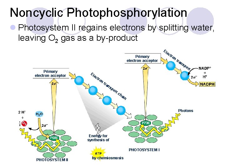 Noncyclic Photophosphorylation l Photosystem II regains electrons by splitting water, leaving O 2 gas