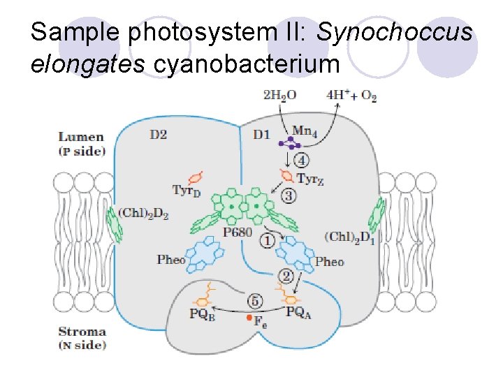 Sample photosystem II: Synochoccus elongates cyanobacterium 