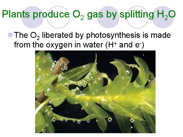 Plants produce O 2 gas by splitting H 2 O l The O 2