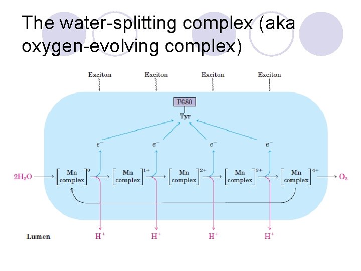 The water-splitting complex (aka oxygen-evolving complex) 