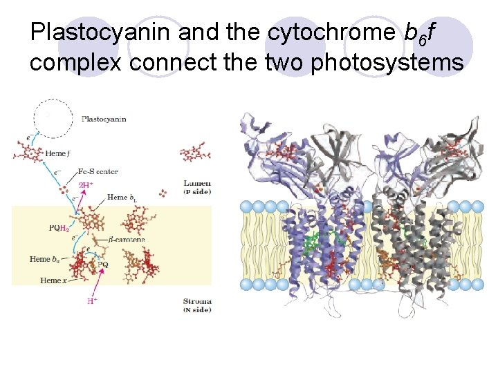 Plastocyanin and the cytochrome b 6 f complex connect the two photosystems 