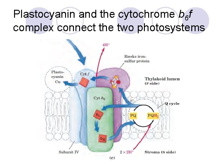 Plastocyanin and the cytochrome b 6 f complex connect the two photosystems 