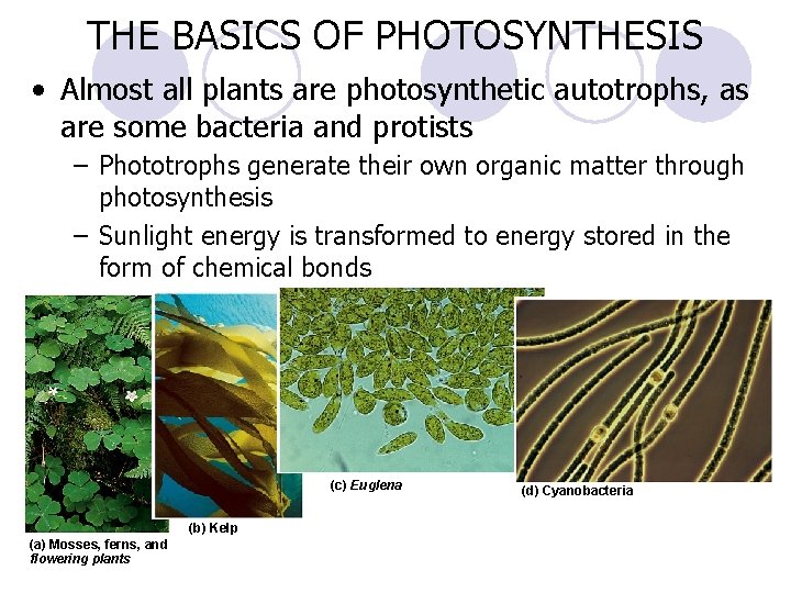 THE BASICS OF PHOTOSYNTHESIS • Almost all plants are photosynthetic autotrophs, as are some