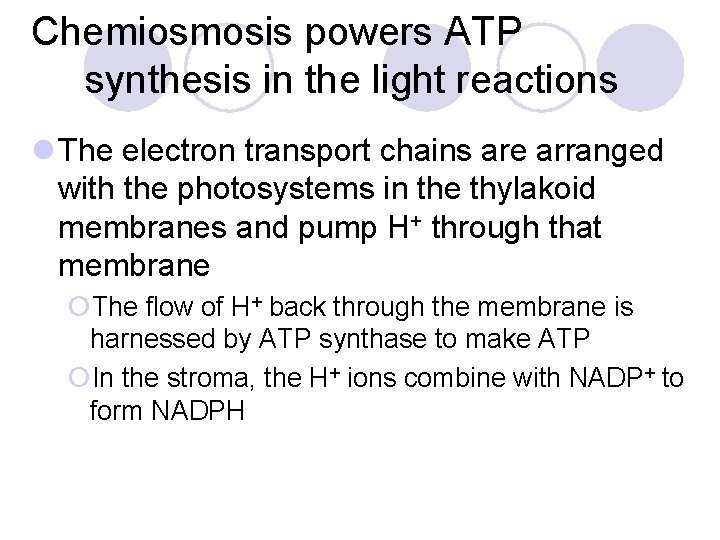Chemiosmosis powers ATP synthesis in the light reactions l The electron transport chains are