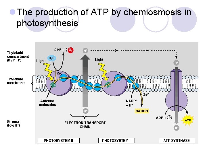 l The production of ATP by chemiosmosis in photosynthesis Thylakoid compartment (high H+) Light