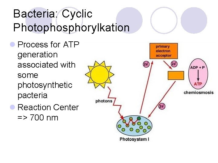 Bacteria: Cyclic Photophosphorylkation l Process for ATP generation associated with some photosynthetic pacteria l