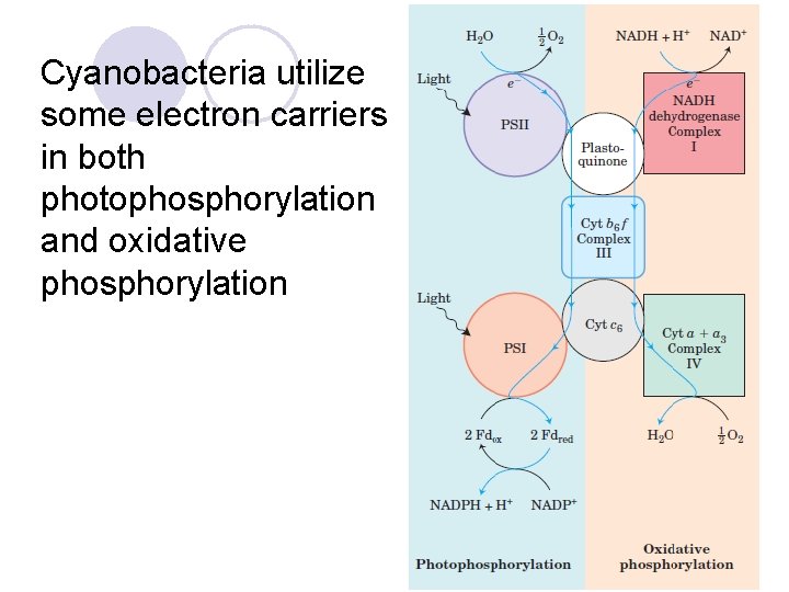 Cyanobacteria utilize some electron carriers in both photophosphorylation and oxidative phosphorylation 