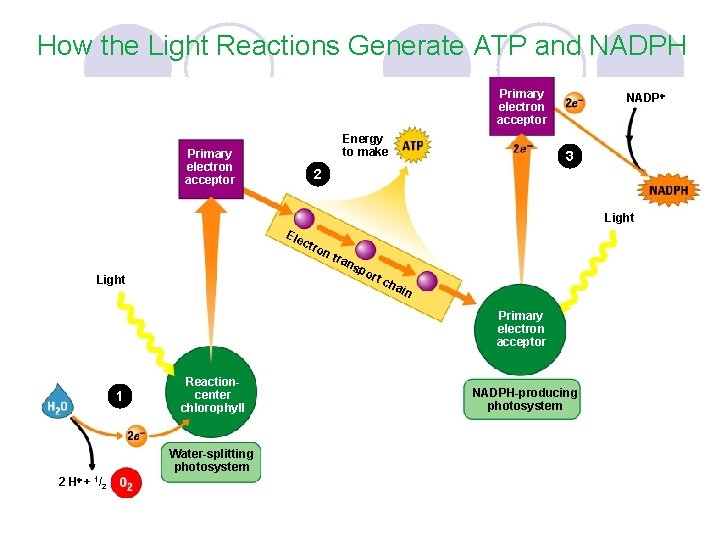 How the Light Reactions Generate ATP and NADPH Primary electron acceptor Energy to make