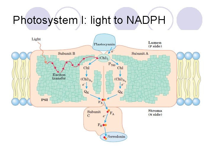 Photosystem I: light to NADPH 