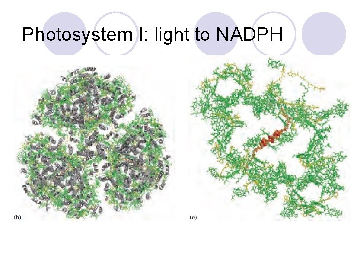 Photosystem I: light to NADPH 
