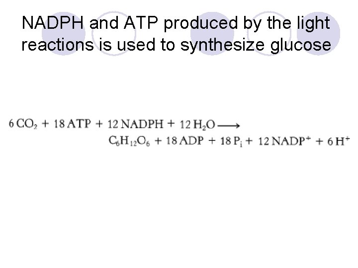 NADPH and ATP produced by the light reactions is used to synthesize glucose 