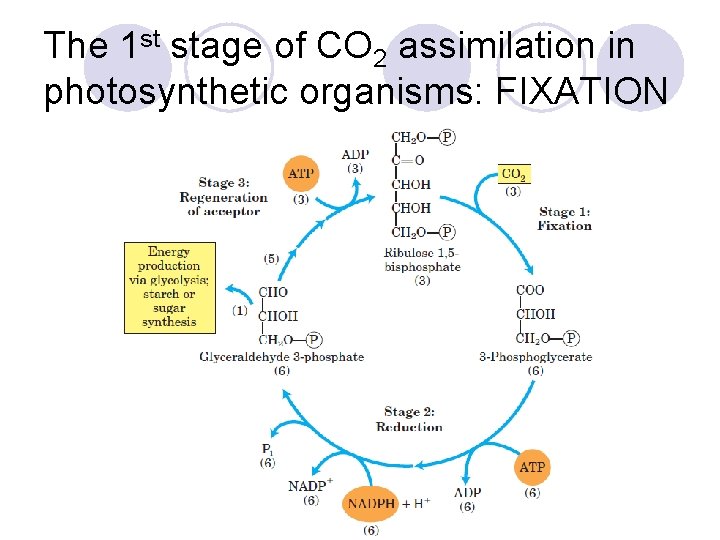The 1 st stage of CO 2 assimilation in photosynthetic organisms: FIXATION 