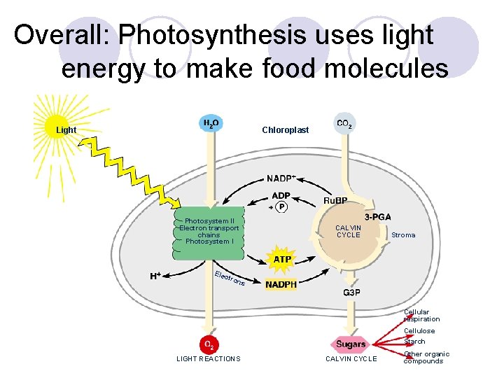 Overall: Photosynthesis uses light energy to make food molecules Light Chloroplast Photosystem II Electron
