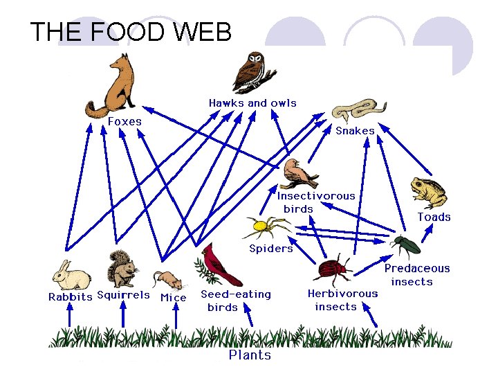 THE FOOD WEB 